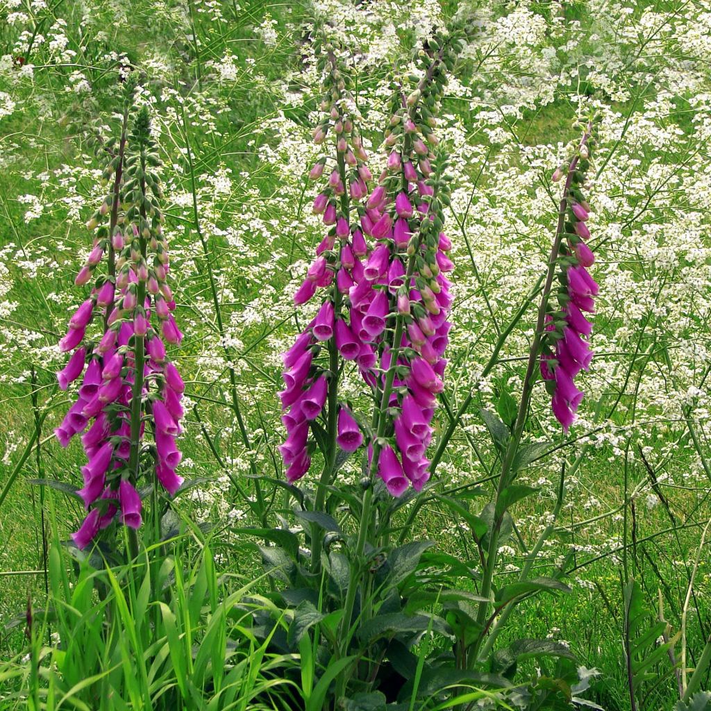 Roter Fingerhut - Digitalis purpurea