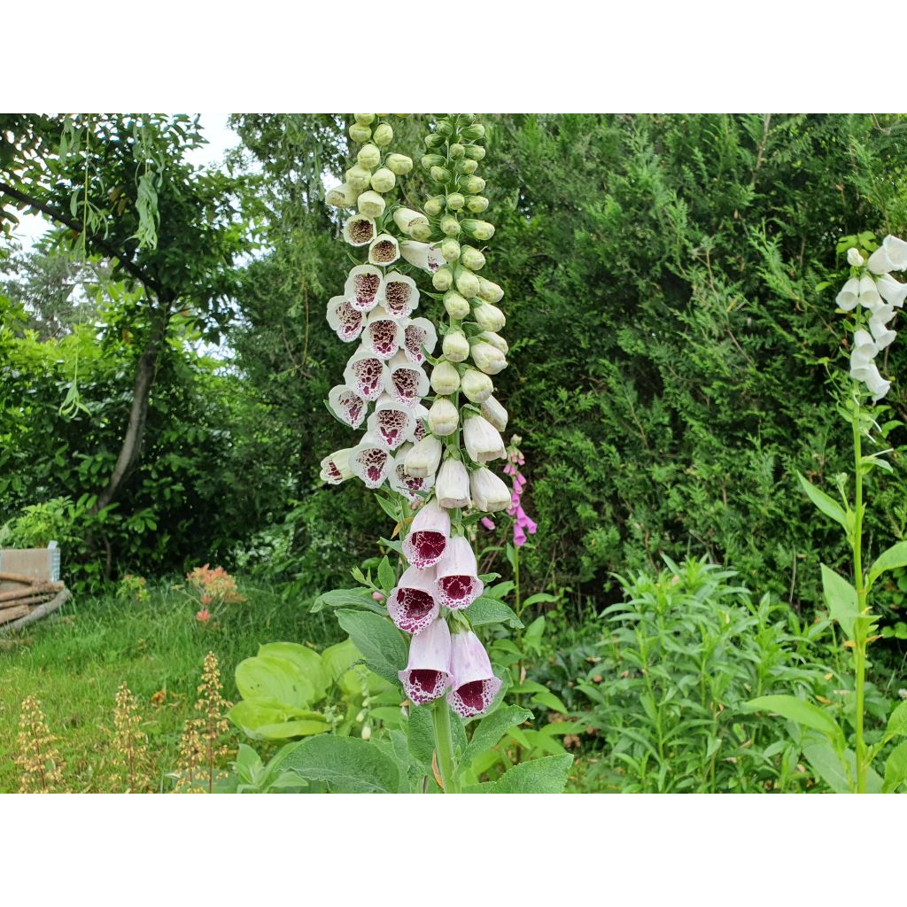 Fingerhut Pam s Choice - Digitalis purpurea