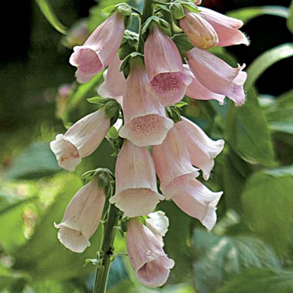 Fingerhut Suttons Apricot - Digitalis purpurea