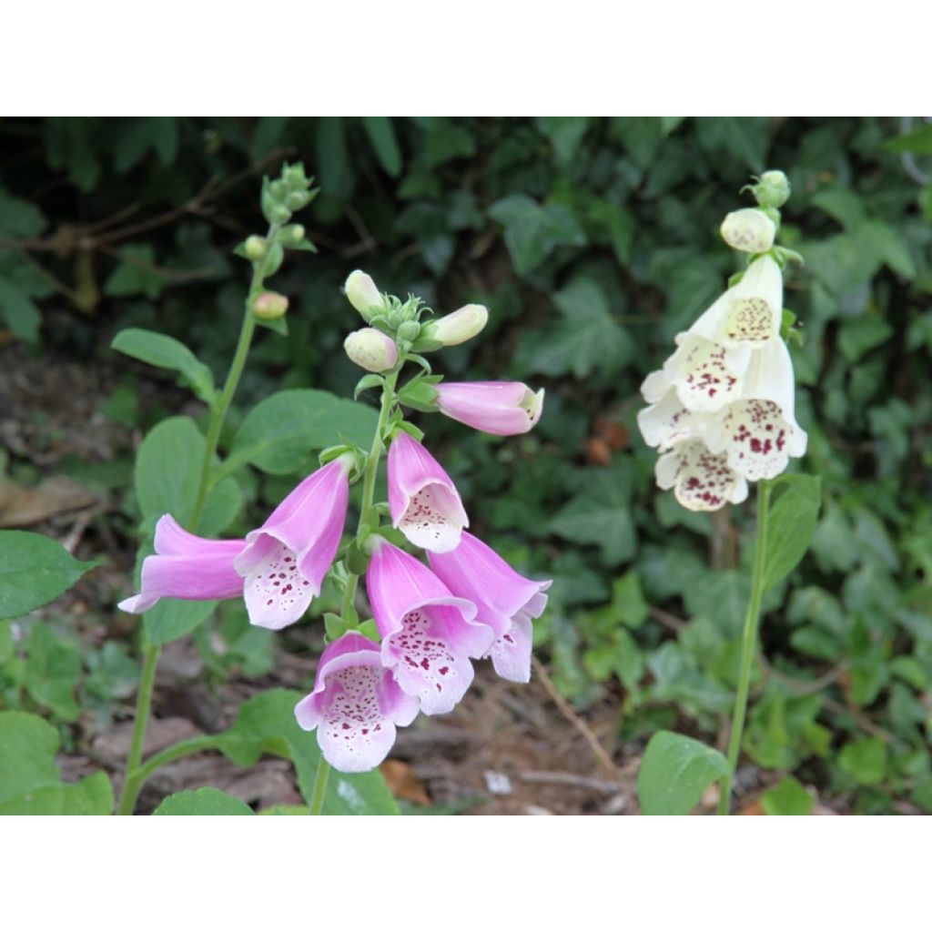 Digitalis Dalmatian - Fingerhut