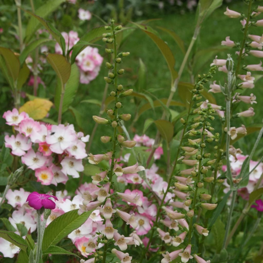 Digitalis Glory of Roundway - Fingerhut