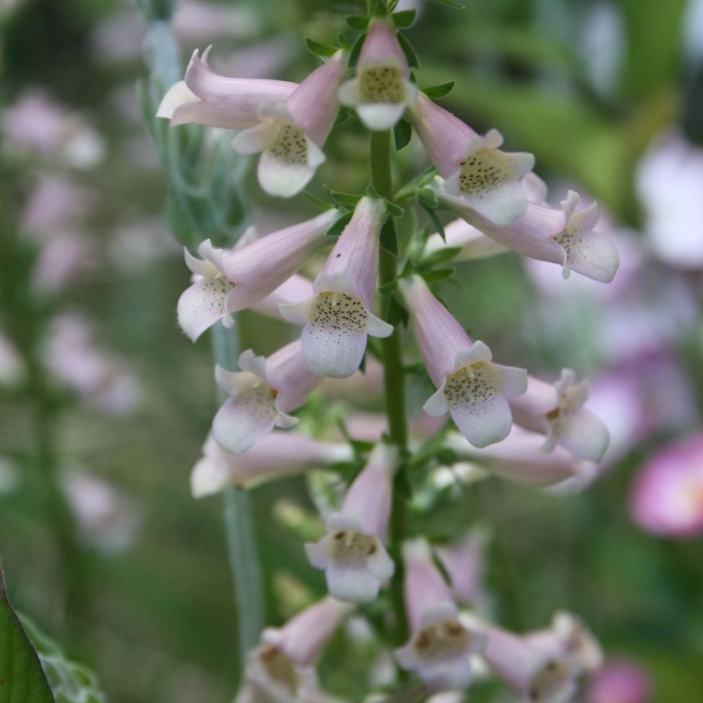 Digitalis Glory of Roundway - Fingerhut