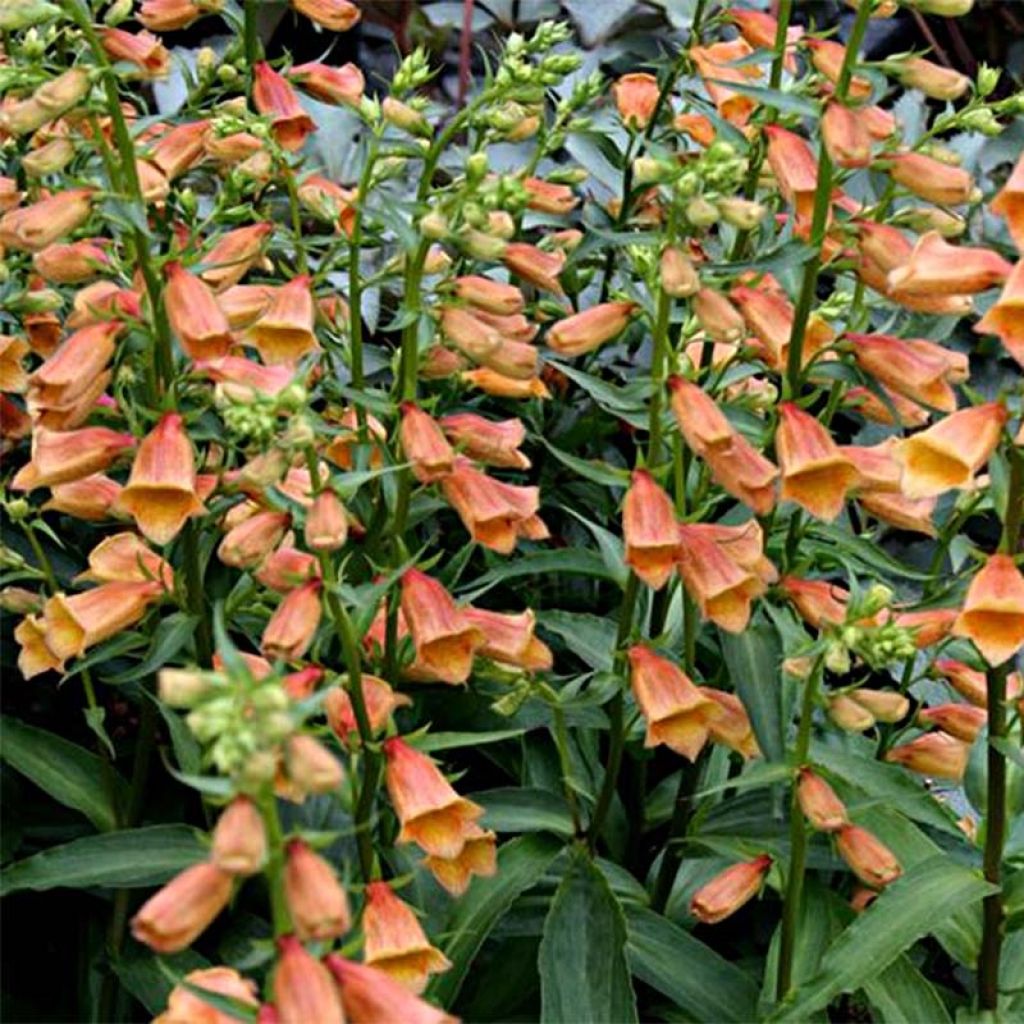 Digitalis Goldcrest - Fingerhut