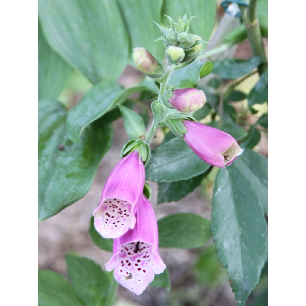 Digitalis Dalmatian - Fingerhut