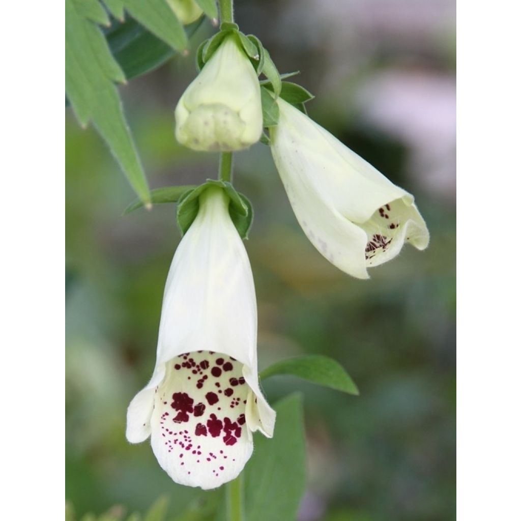 Digitalis Dalmatian - Fingerhut