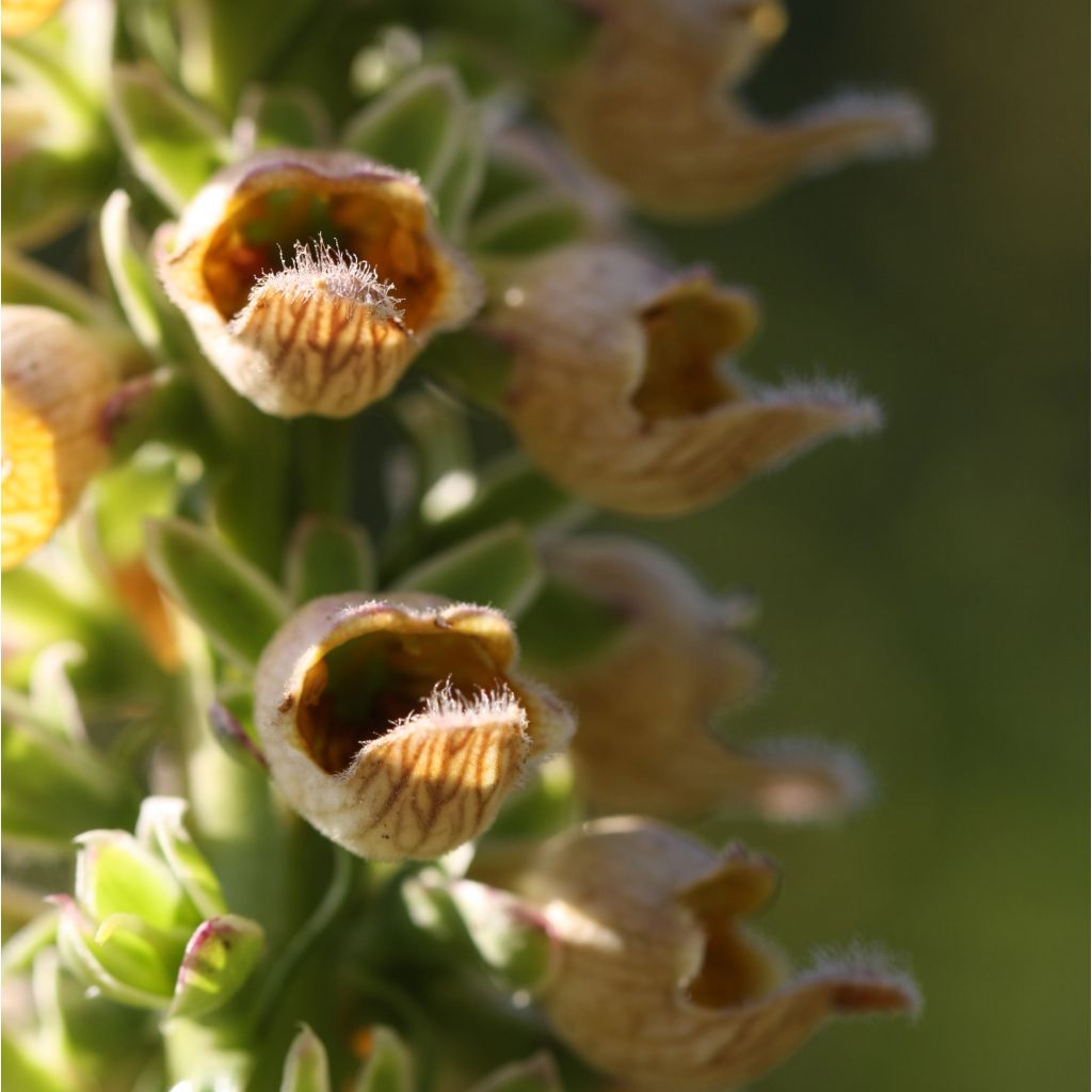 Digitalis ferruginea Gigantea - Rostfarbiger Fingerhut