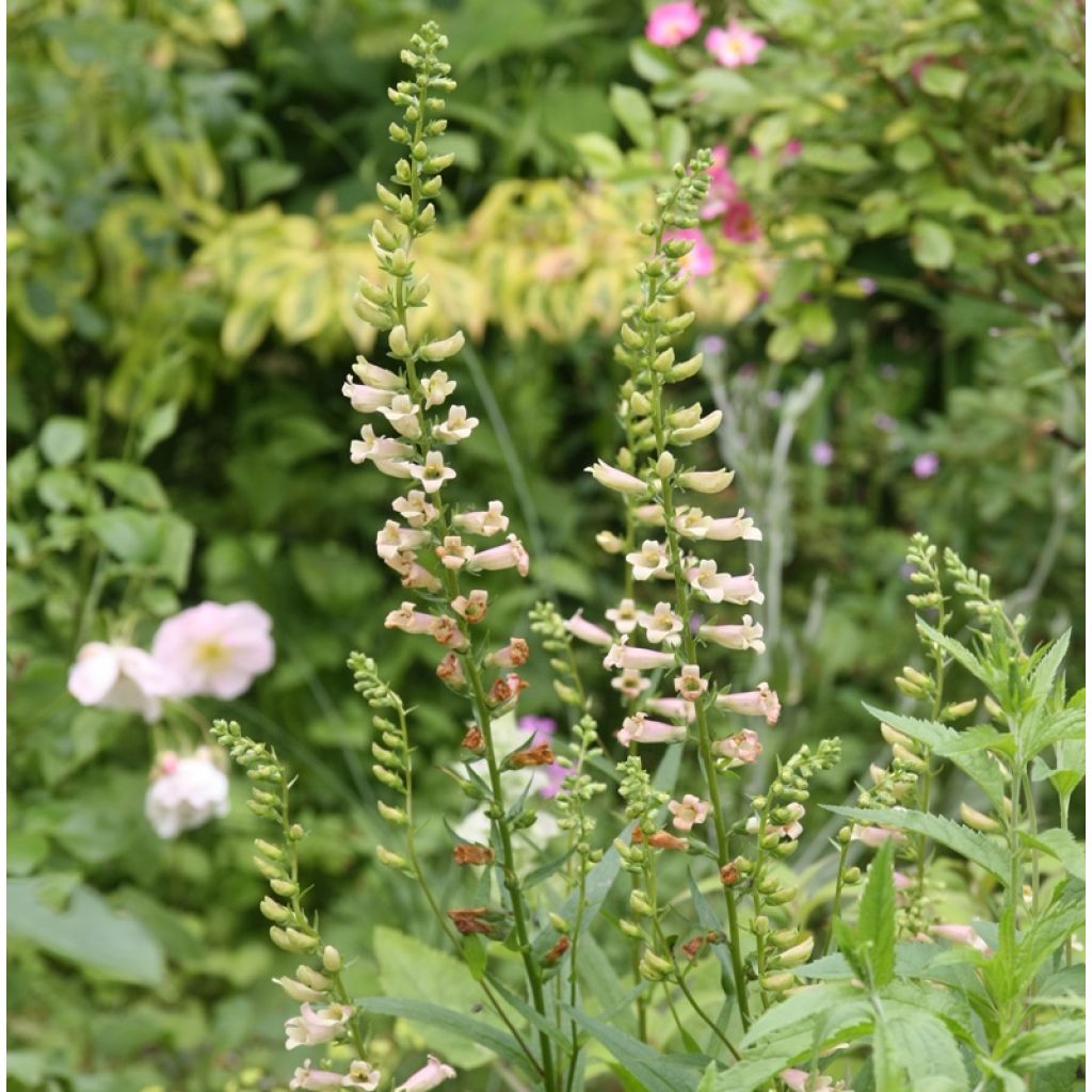 Digitalis Glory of Roundway - Fingerhut