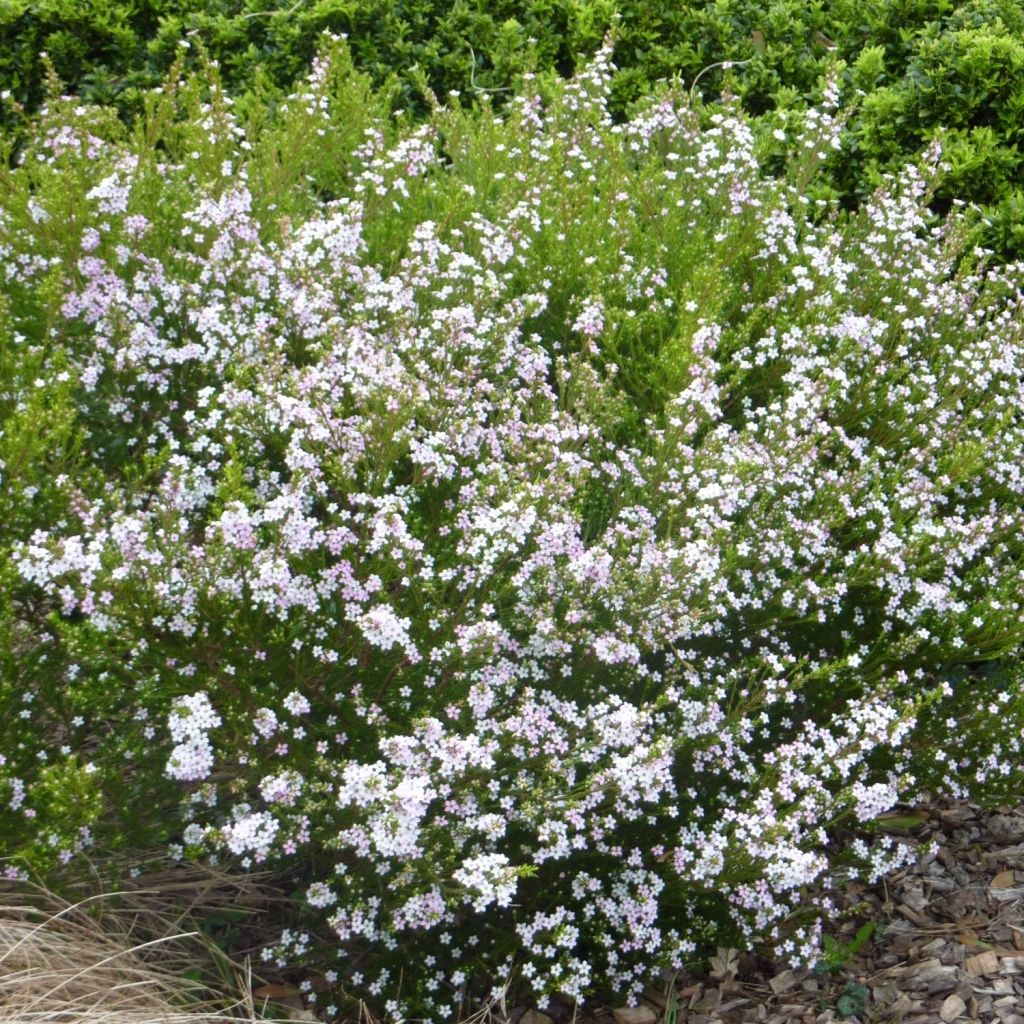 Diosma hirsuta Pink Fountain - Götterduft