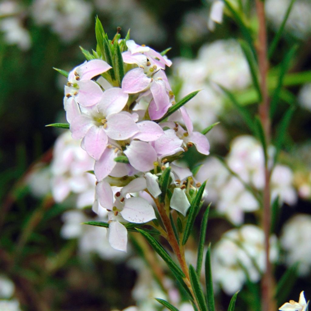 Diosma hirsuta Pink Fountain - Diosmée hirsute