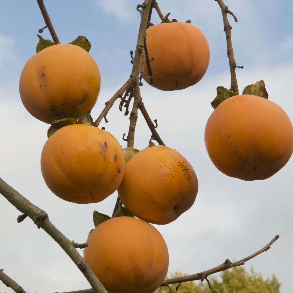 Kaki-Pflaume - Diospyros kaki