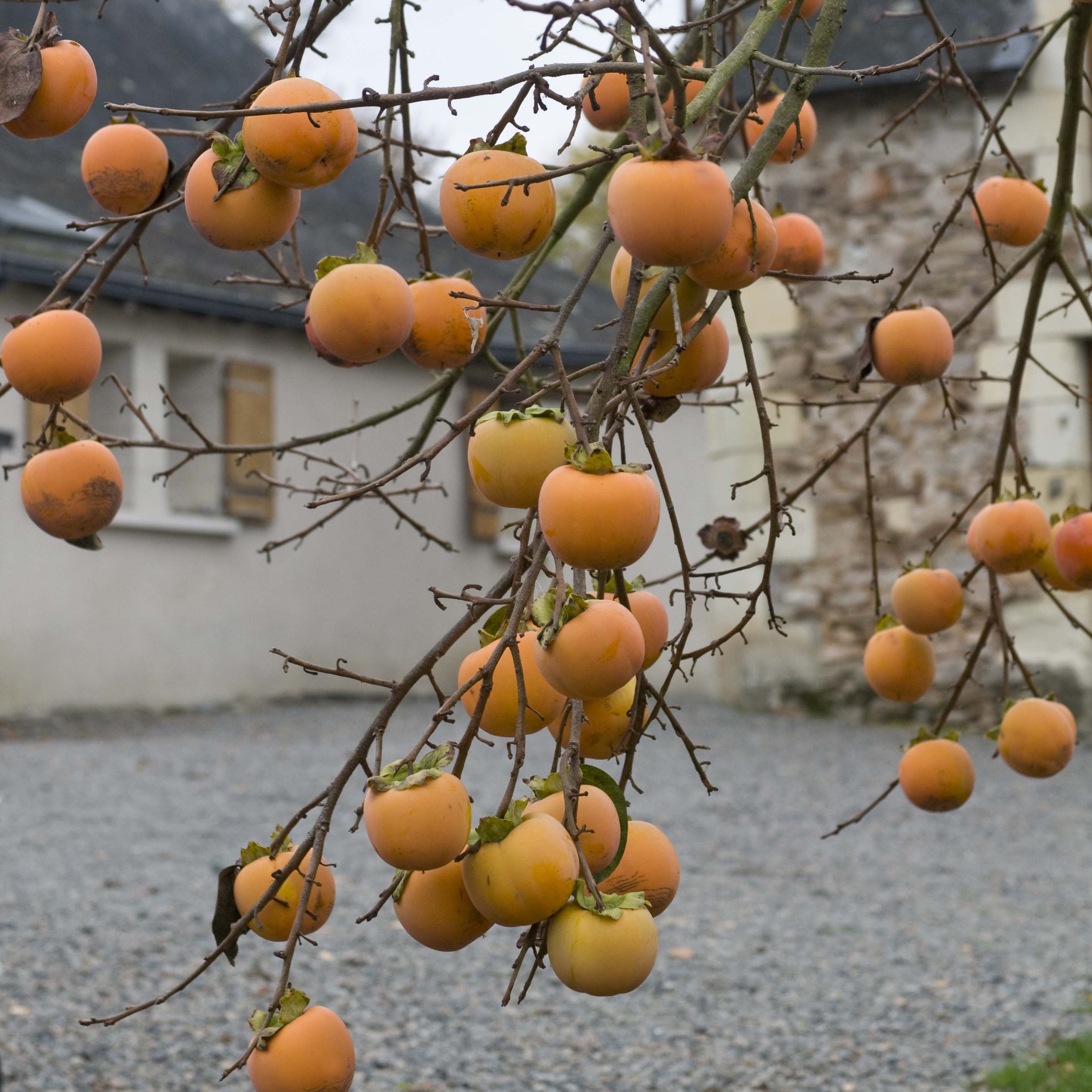 Kaki-Pflaume - Diospyros kaki