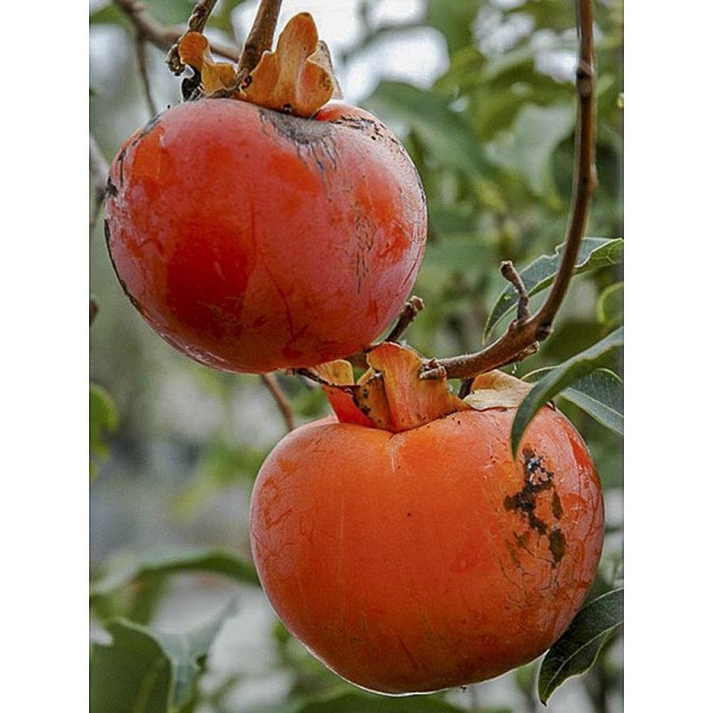 Actinidia arguta Red Jumbo - Zwerg Kiwi