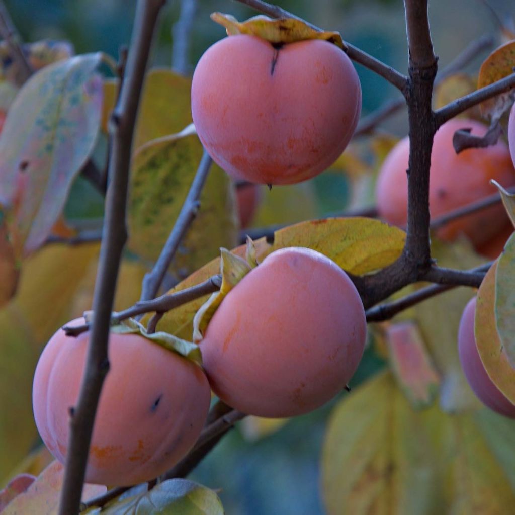 Kaki-Pflaume Vanilila - Diospyros kaki