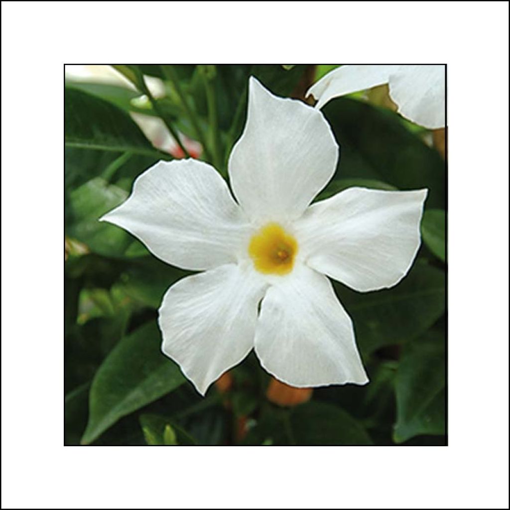 Dipladenia BELLA White - Mandevilla