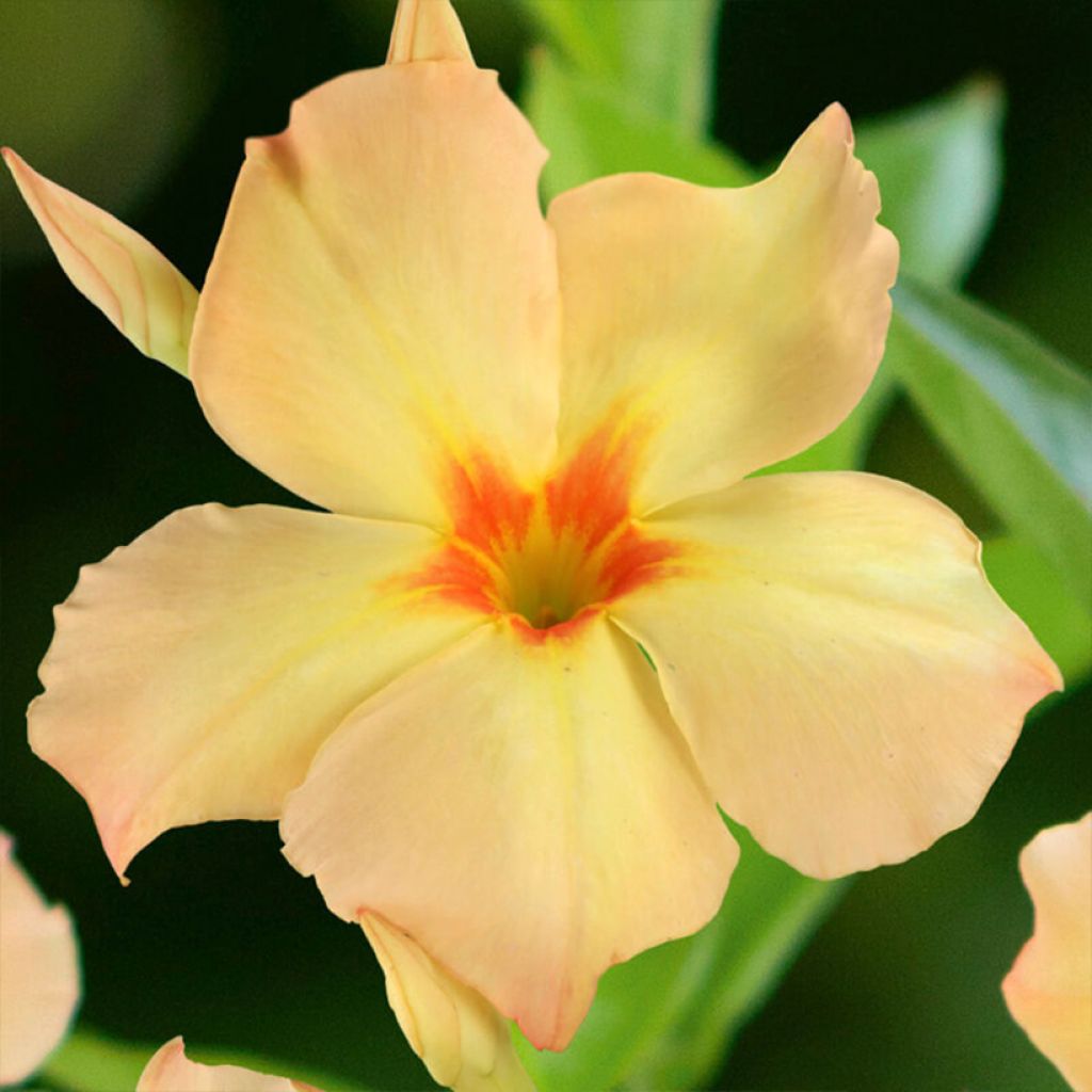 Mandevilla sanderi Diamantina Emerald Amber Star - Dipladenia