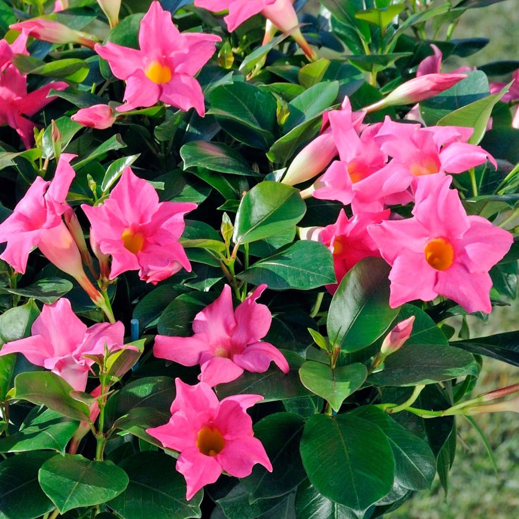 Dipladenia Diamantina Jade Pink - Mandevilla