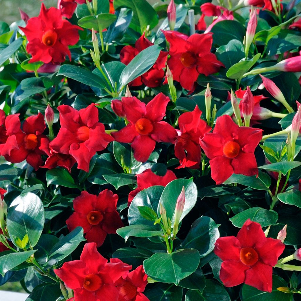 Dipladenia Diamantina Jade Scarlet - Mandevilla