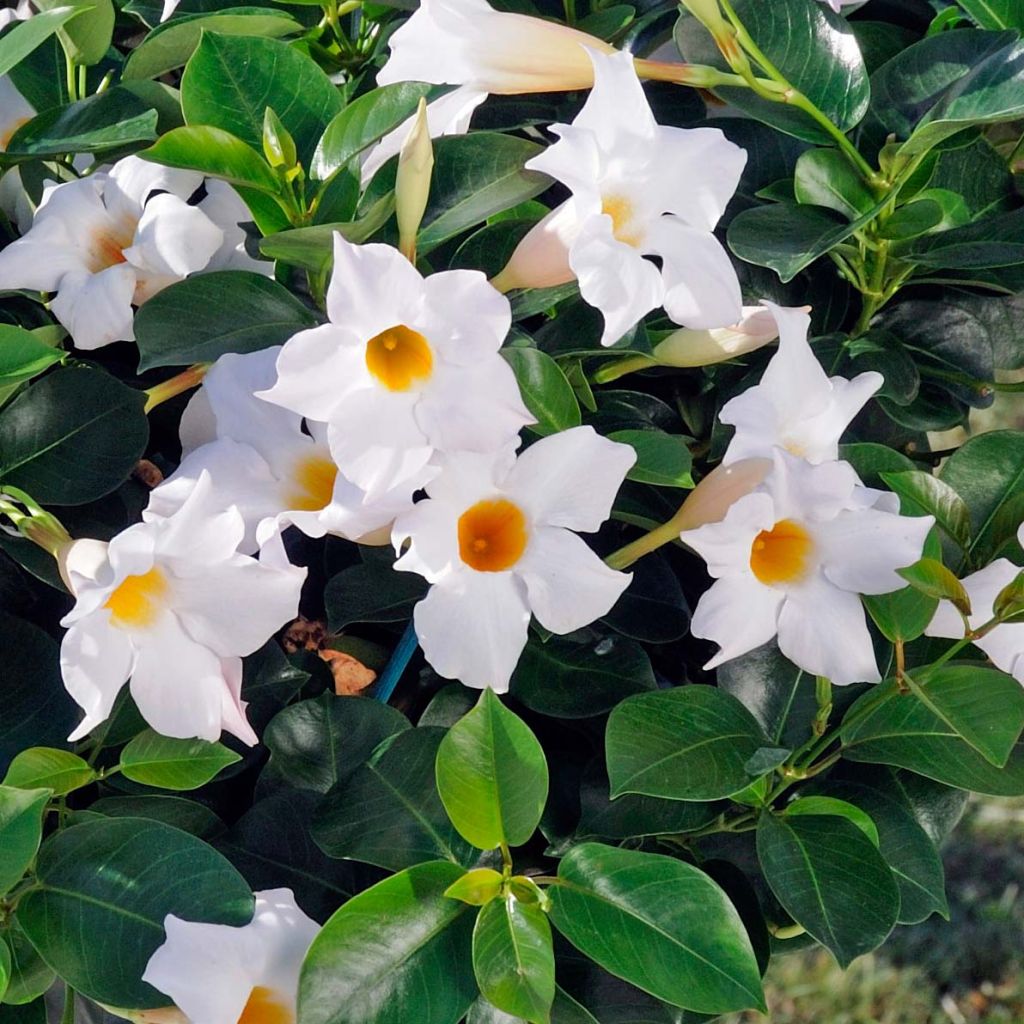 Dipladenia DiamantinaJade White - Mandevilla