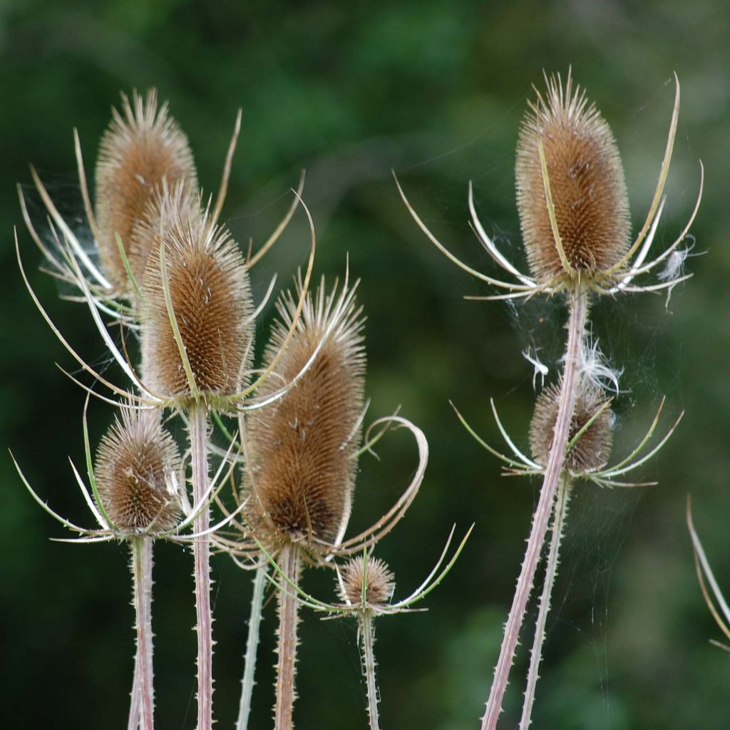 Dipsacus fullonum - Wilde Karde