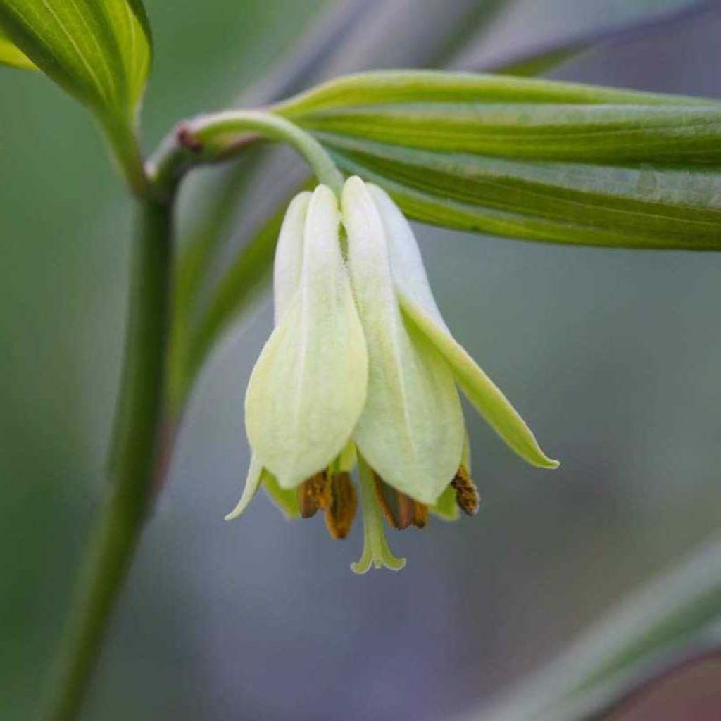 Disporum cantoniense Green Giant - Feenglöckchen