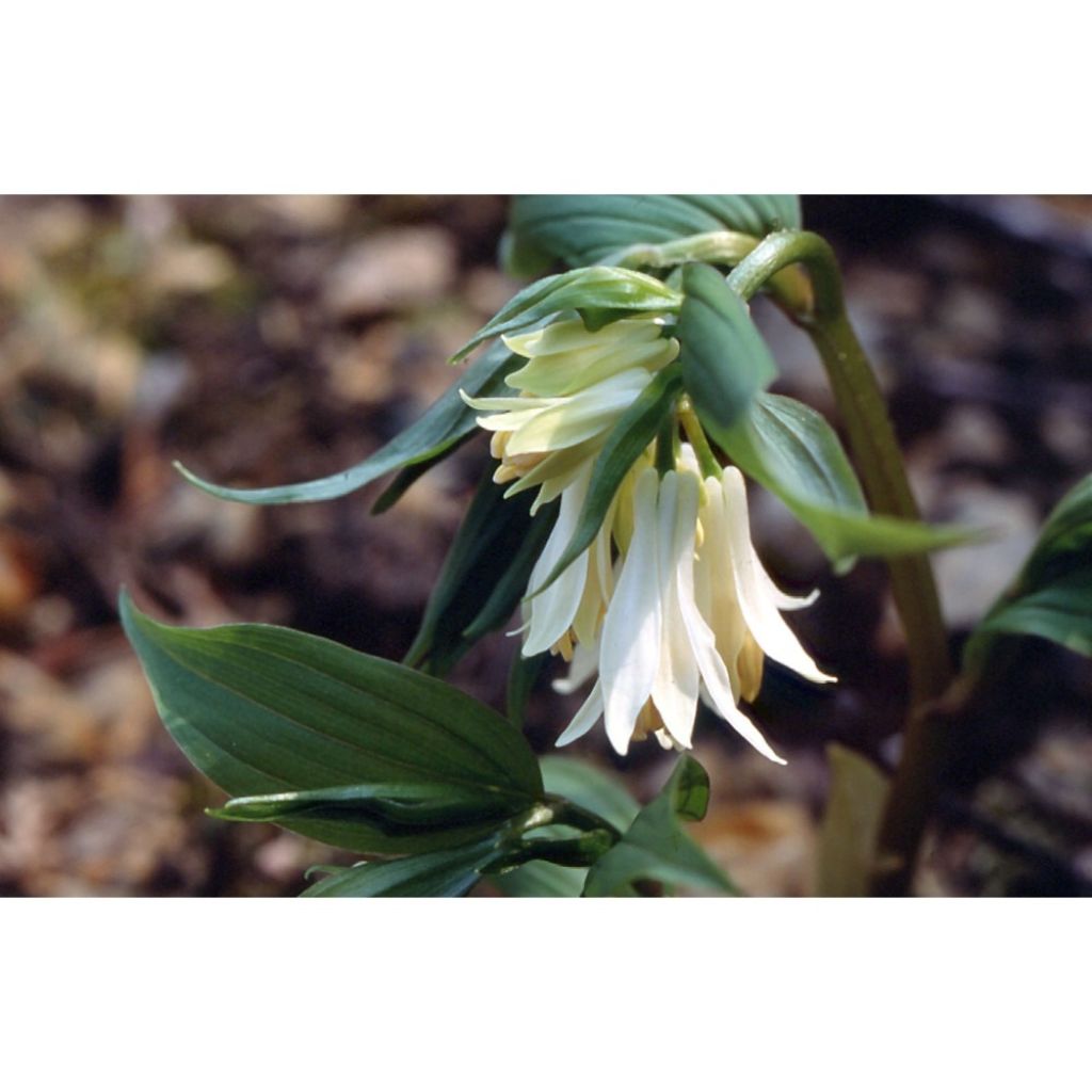 Disporum megalanthum - Feenglöckchen