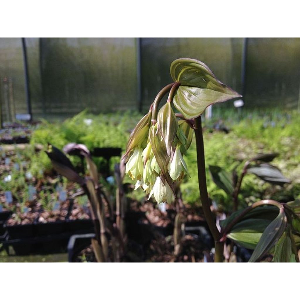 Disporum megalanthum - Feenglöckchen