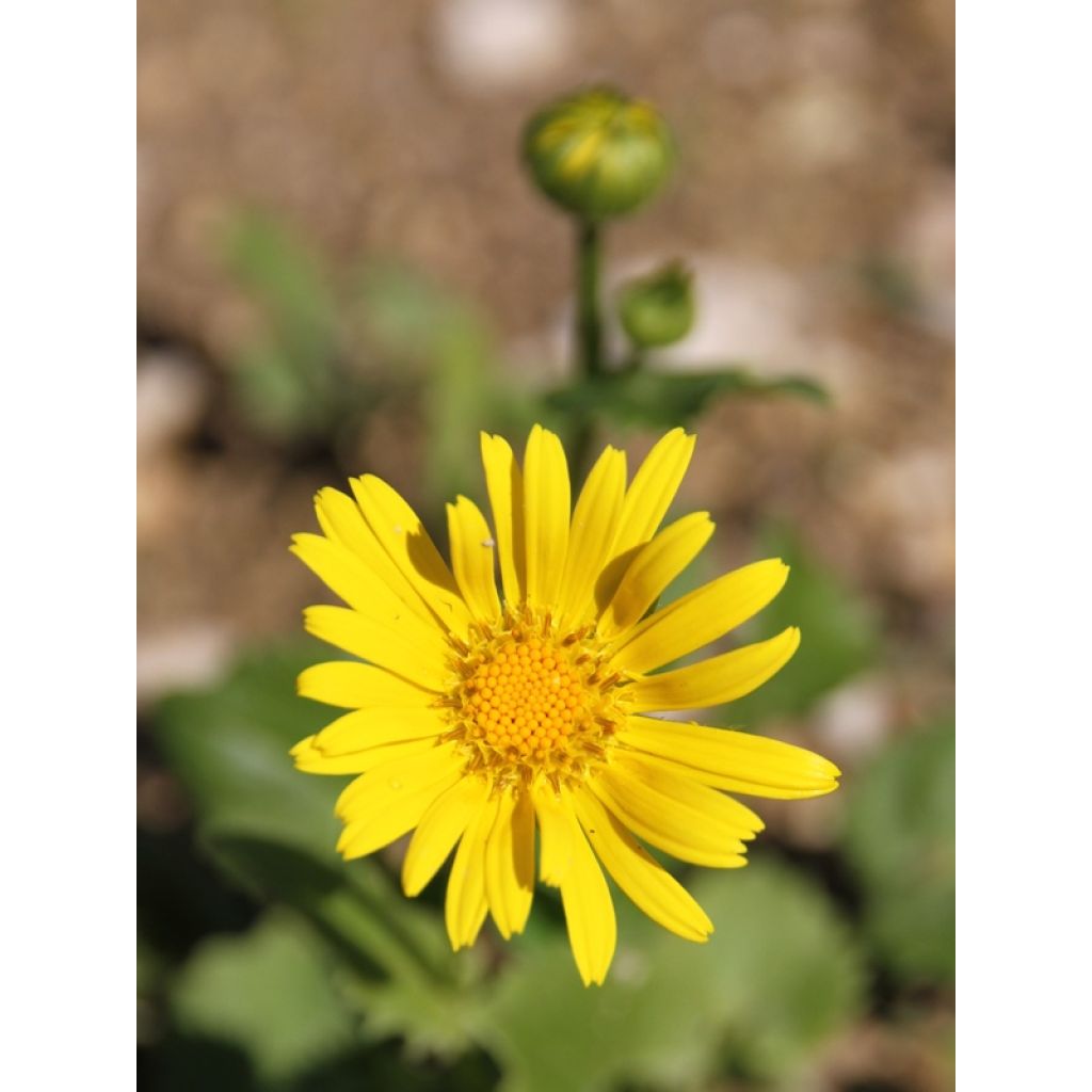 Doronicum orientale Little Leo - Östliche Gämswurz