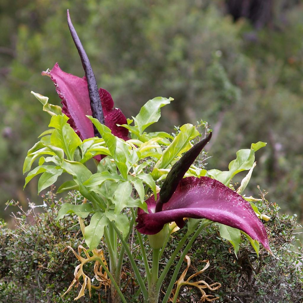 Dracunculus vulgaris - Gewöhnliche Schlangenwurz