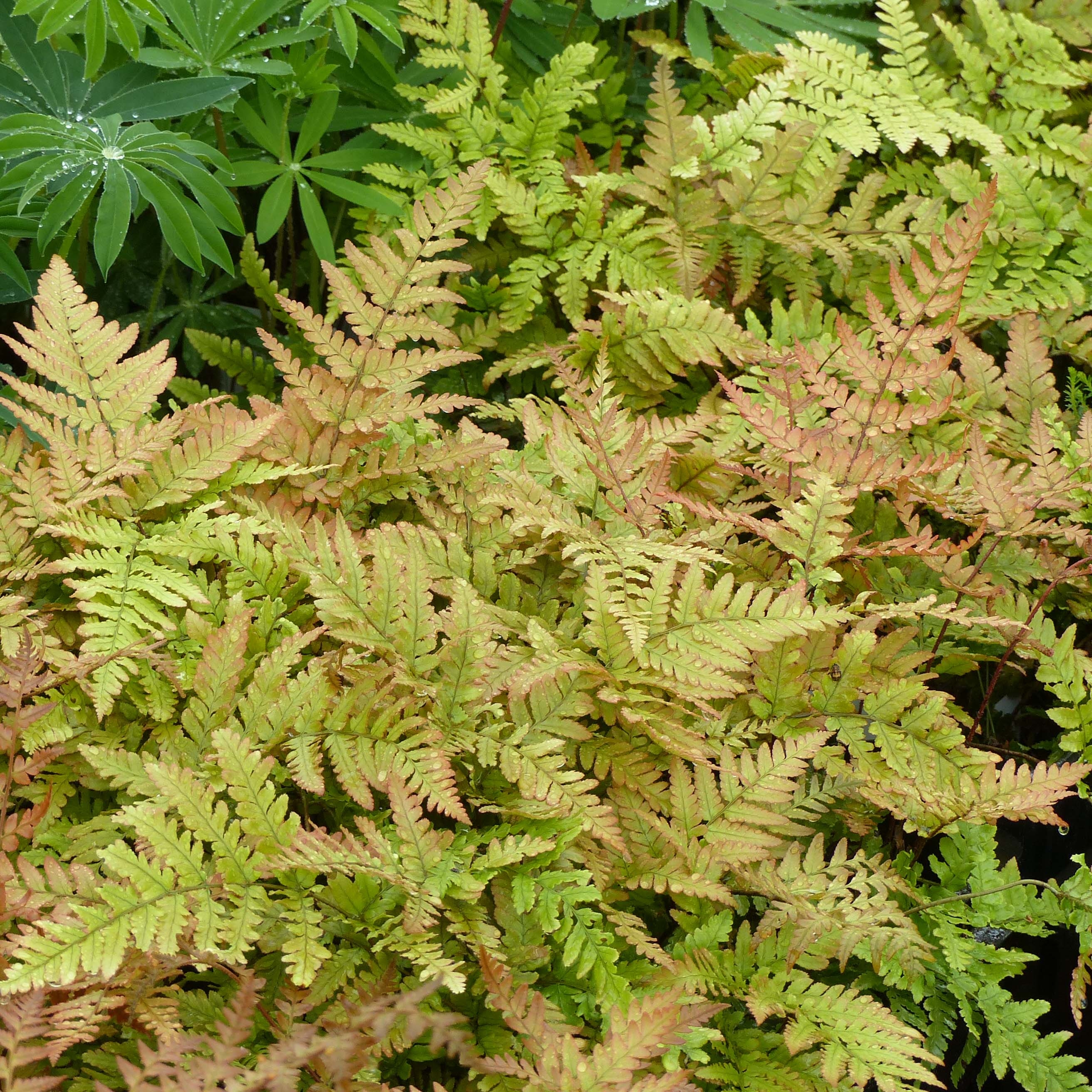 Dryopteris erythrosora - Wurmfarn