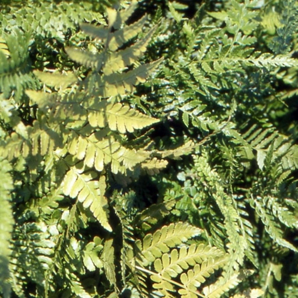 Dryopteris erythrosora Prolifica - Wurmfarn