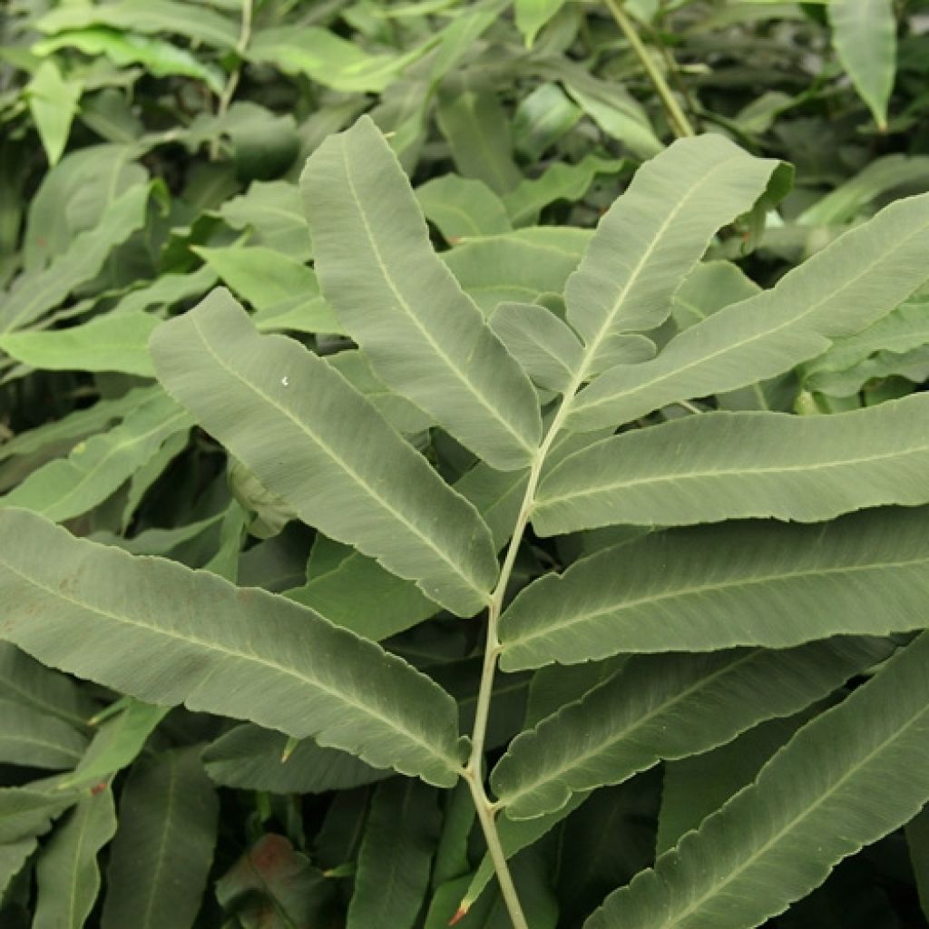 Dryopteris sieboldii - Wurmfarn