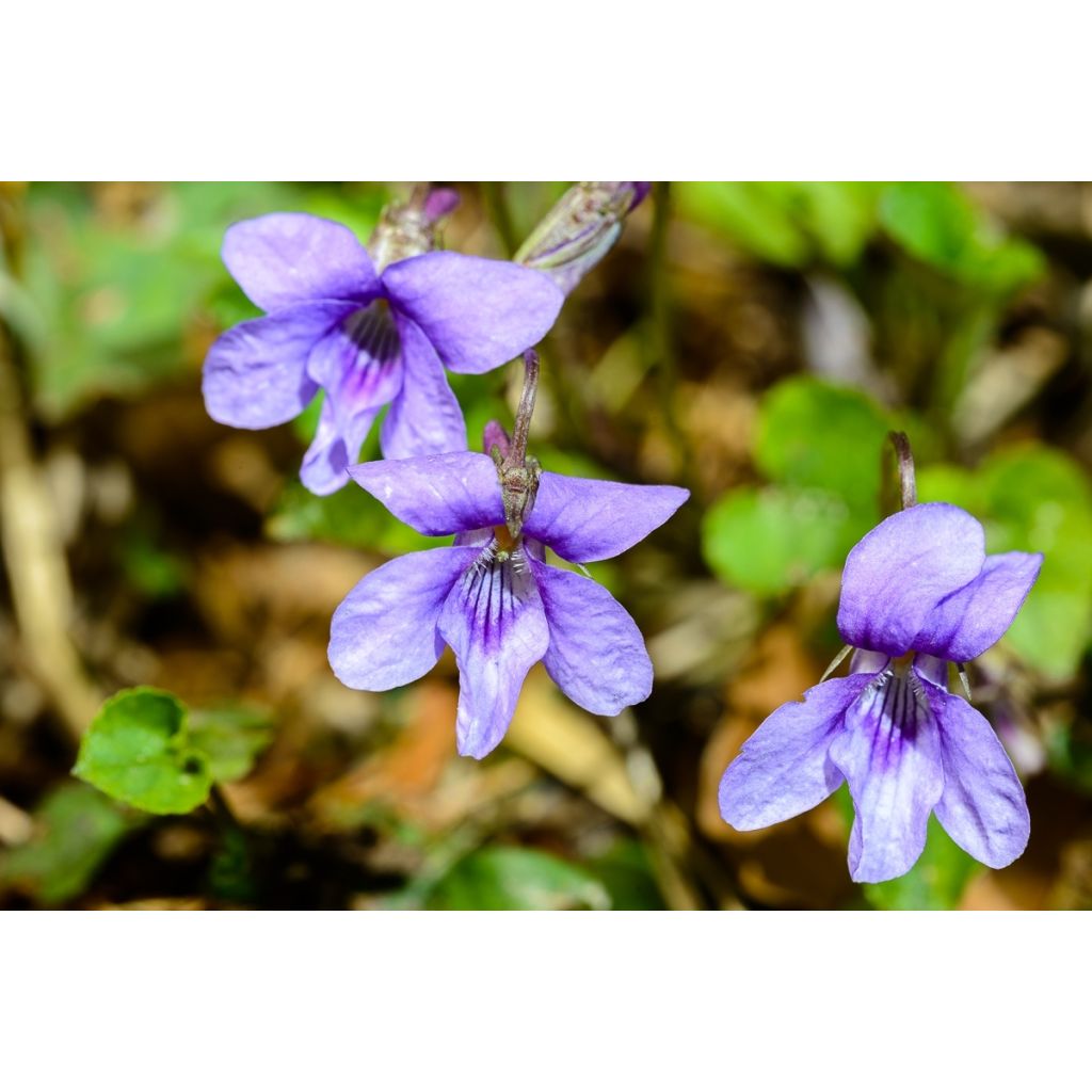 Viola reichenbachiana - Reichenbachs Veilchen