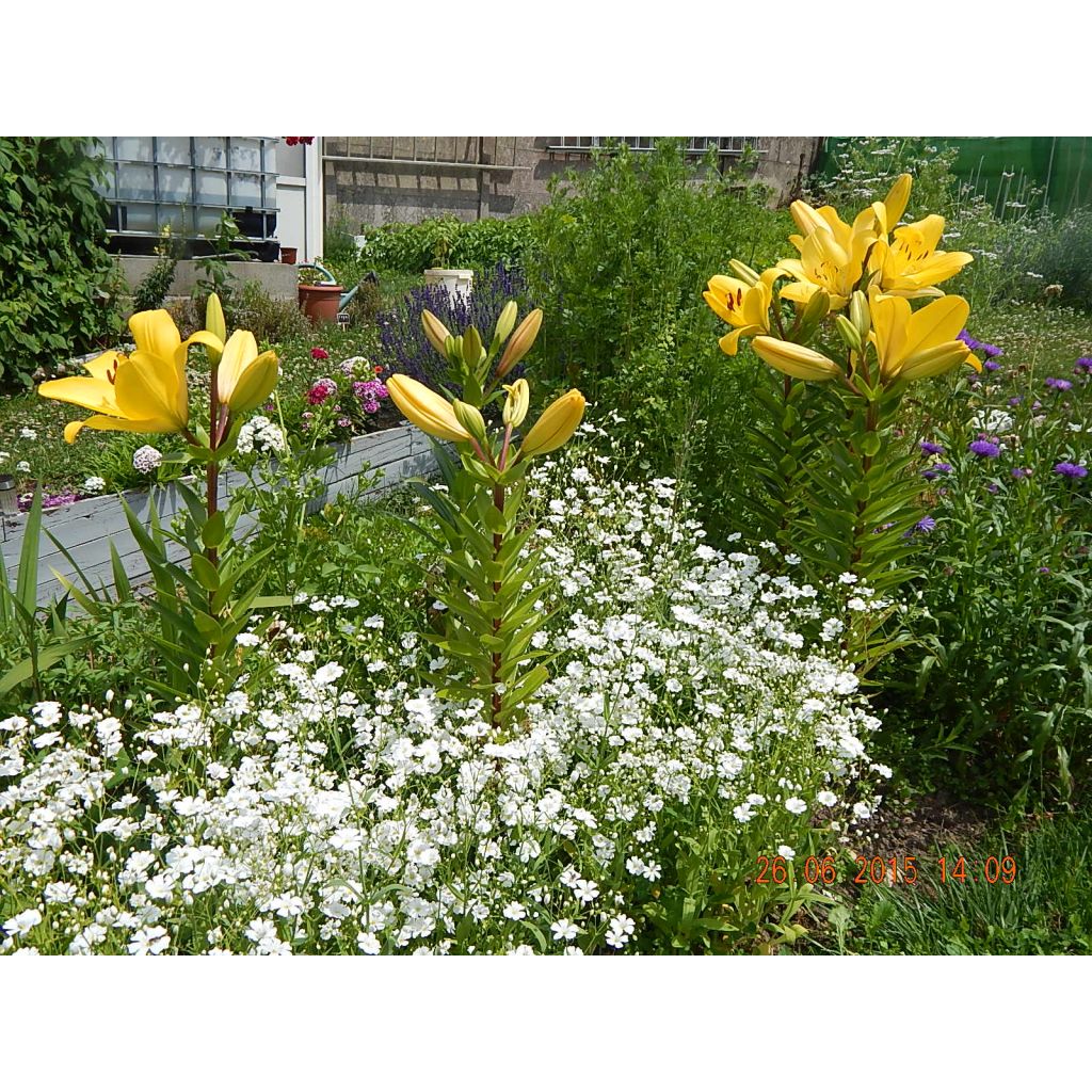 Schleierkraut Covent Garden (Samen) - Gypsophila elegans