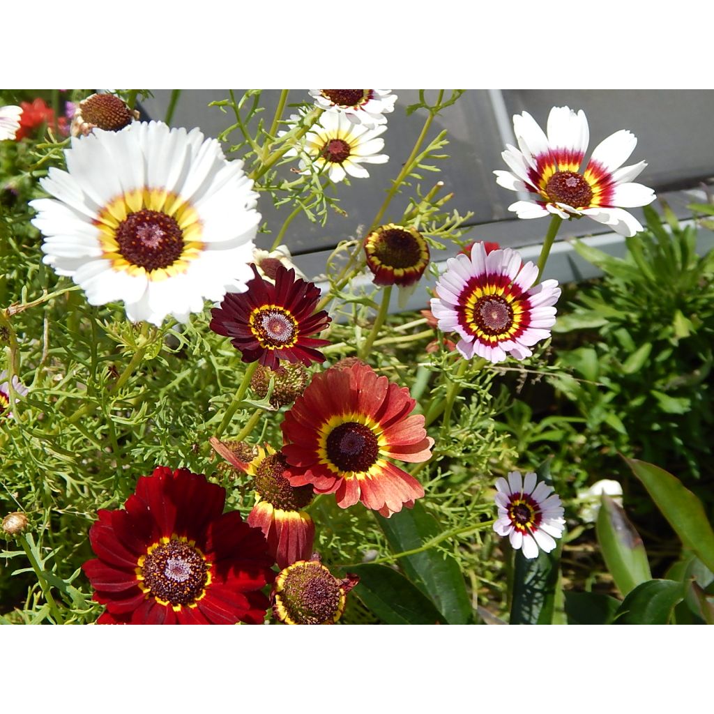 Chrysanthemum carinatum Summer Festival (Samen) - Wucherblume