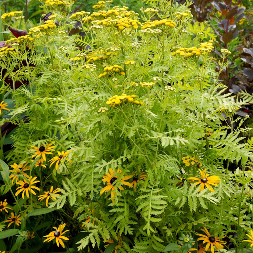 Rainfarn Isla Gold - Tanacetum vulgare