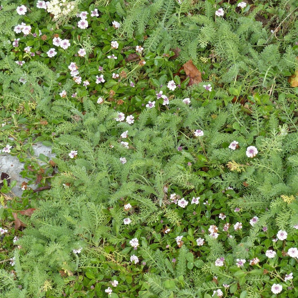 Duo Rasenalternativen 5 Lippia nodiflora und 5 Achillea crithmifolia