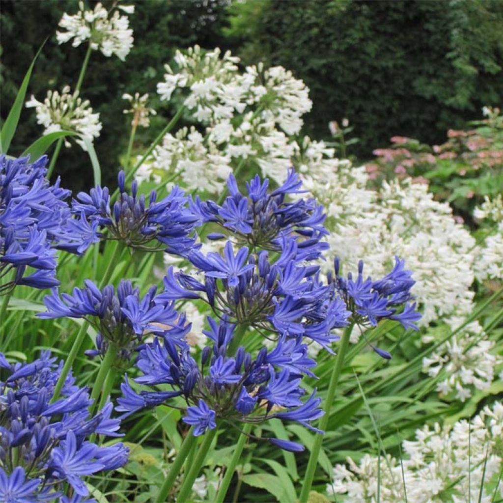 Agapanthes-Duo in Weiß-Blau