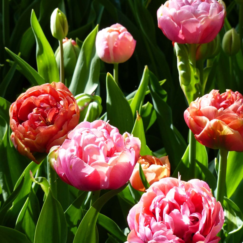 Duo von Tulpen Amazing Grace & Copper Image