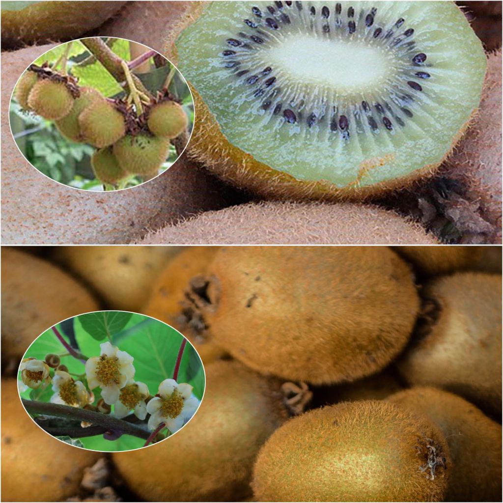 Duo Kiwi 'Hayward' weiblich und 'Atlas' männlich als Bestäuber