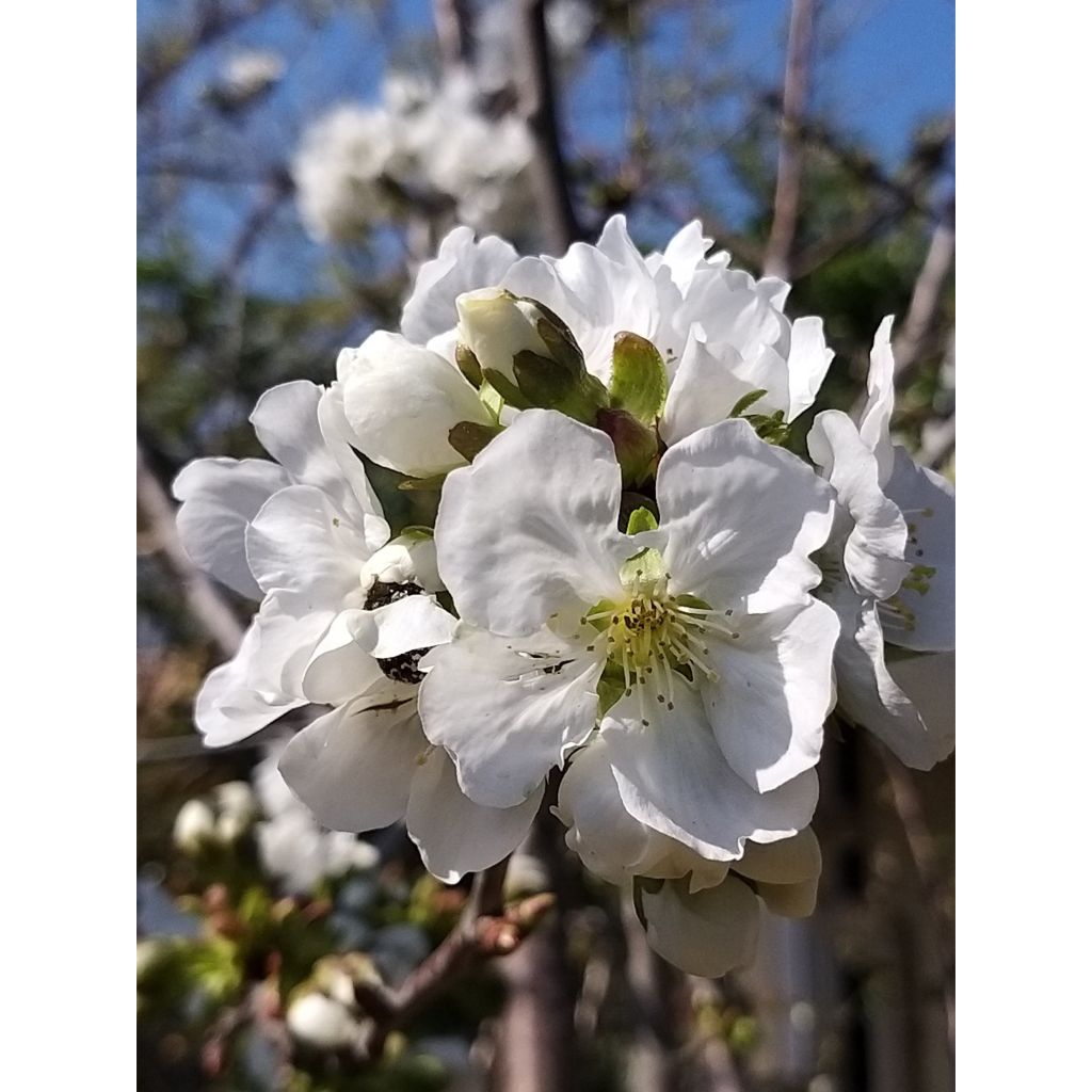 Kirschbaum-Pollinatoren-Duo für eine reiche Ernte