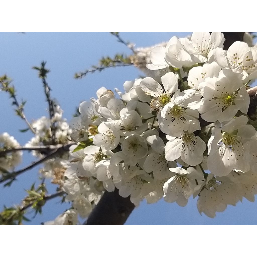 Kirschbaum-Pollinatoren-Duo für eine reiche Ernte