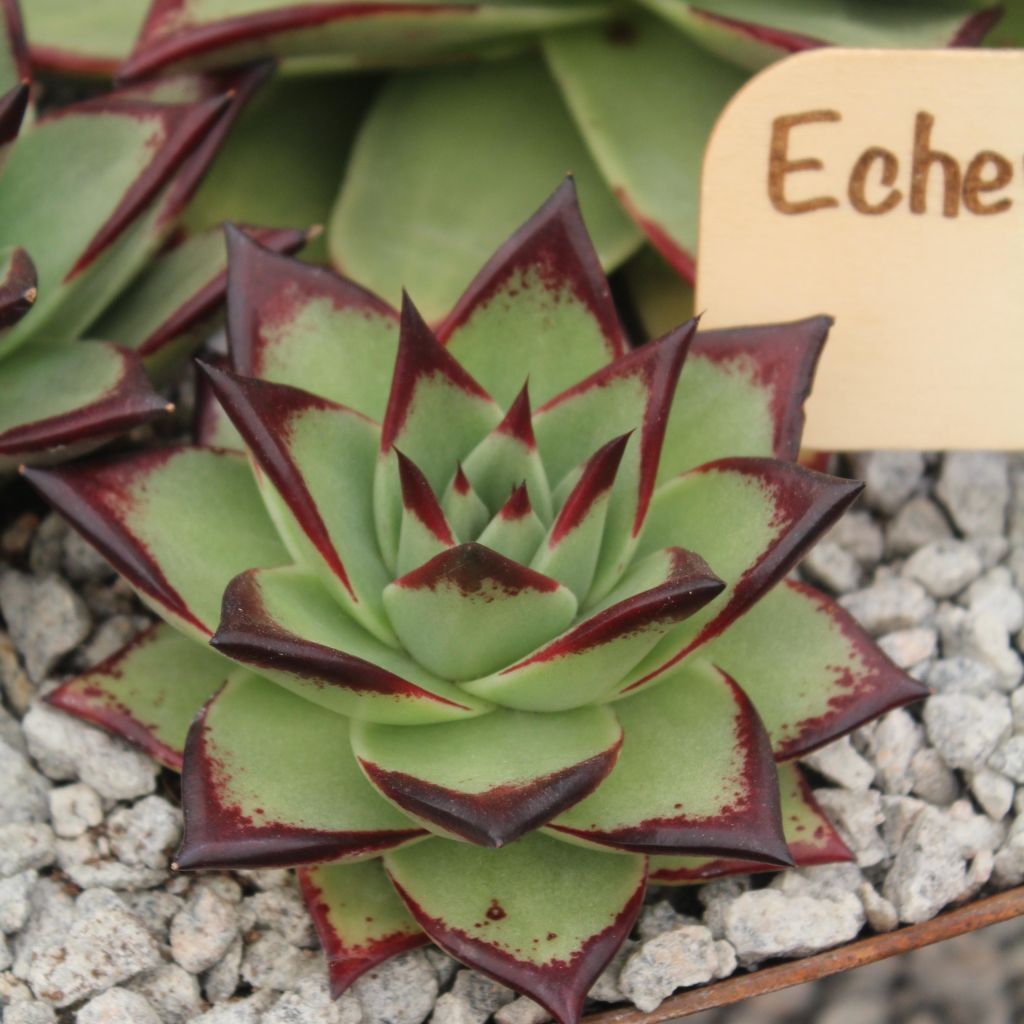 Echeveria agavoides Ebony - Echeverie