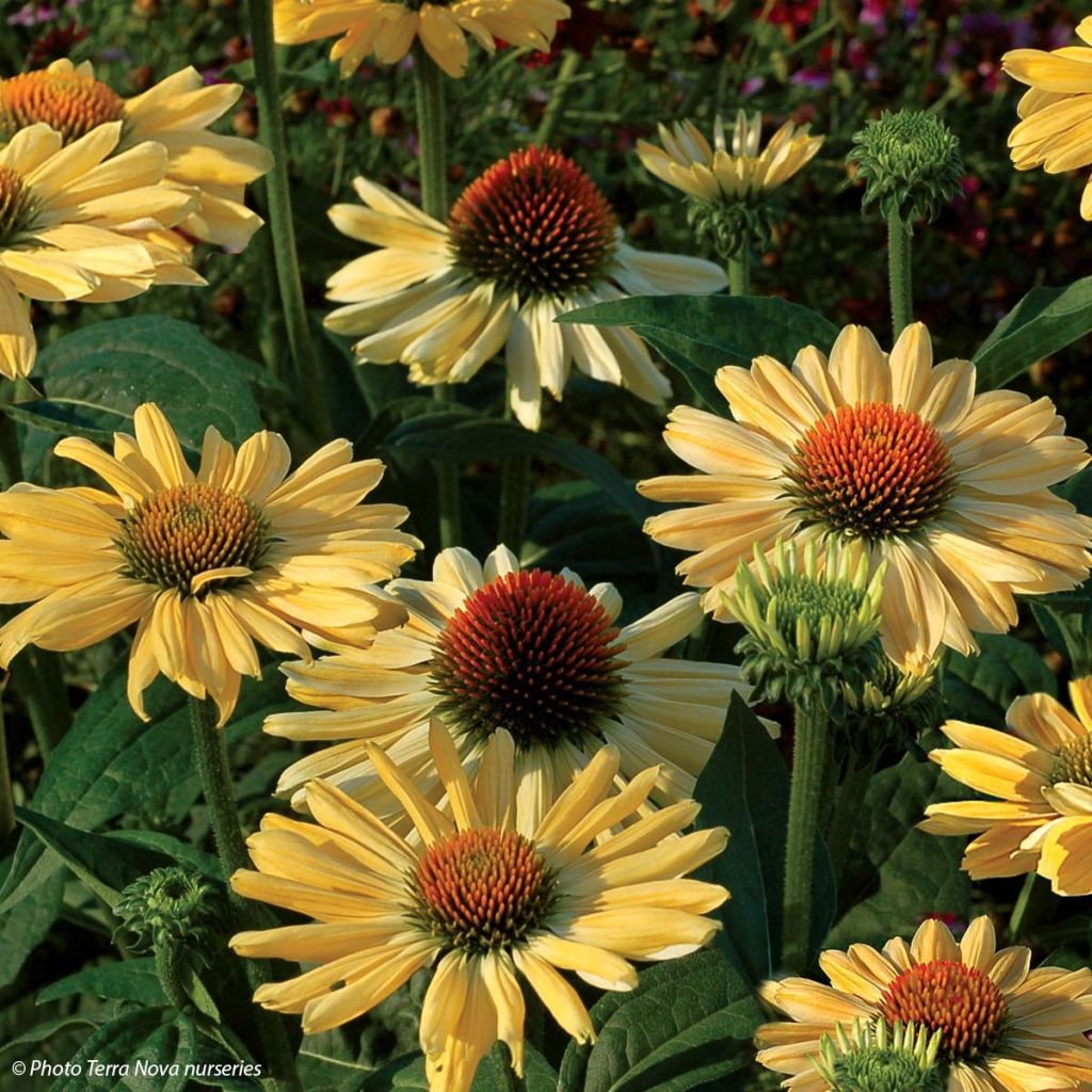 Echinacea purpurea Aloha - Sonnenhut