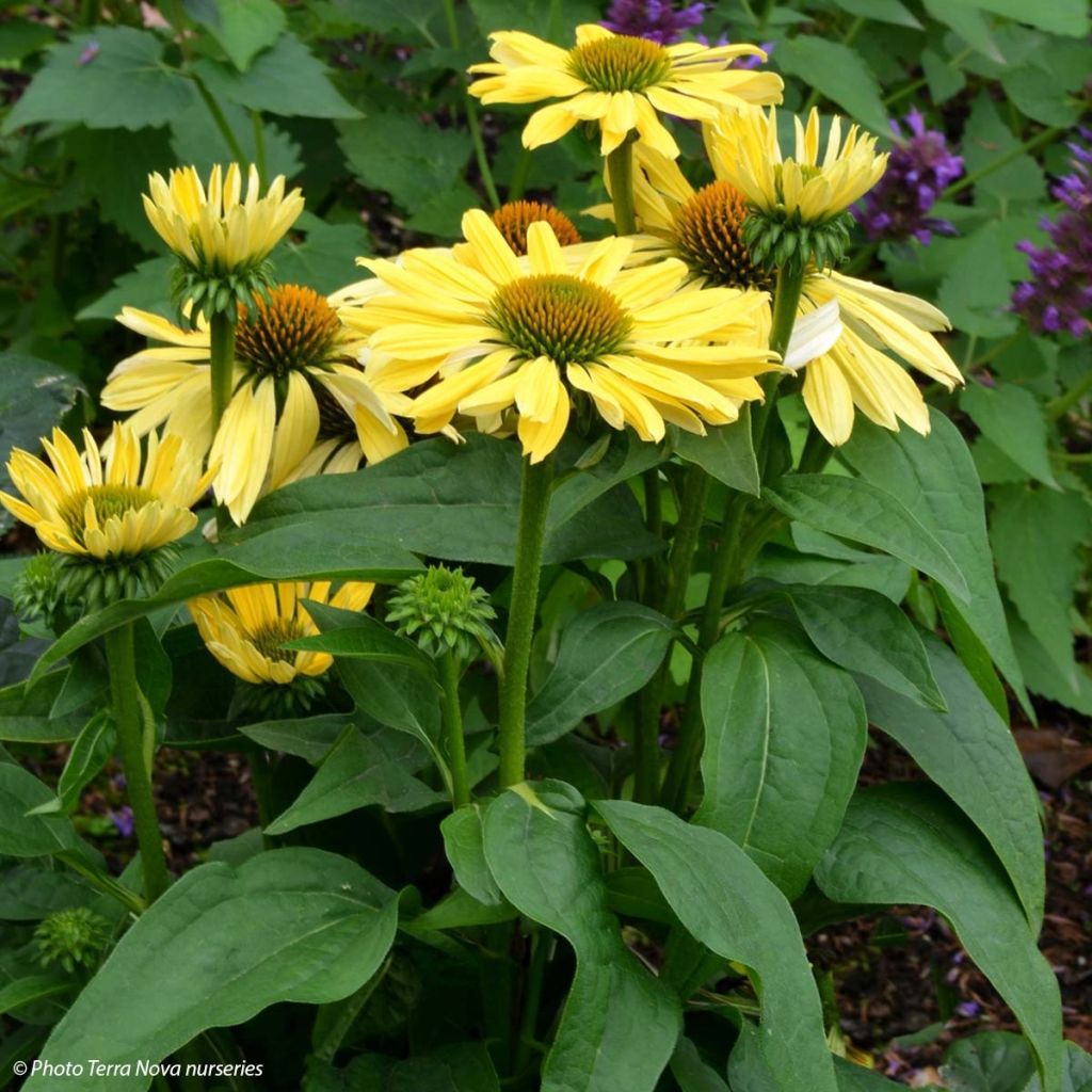 Echinacea purpurea Chiquita - Sonnenhut