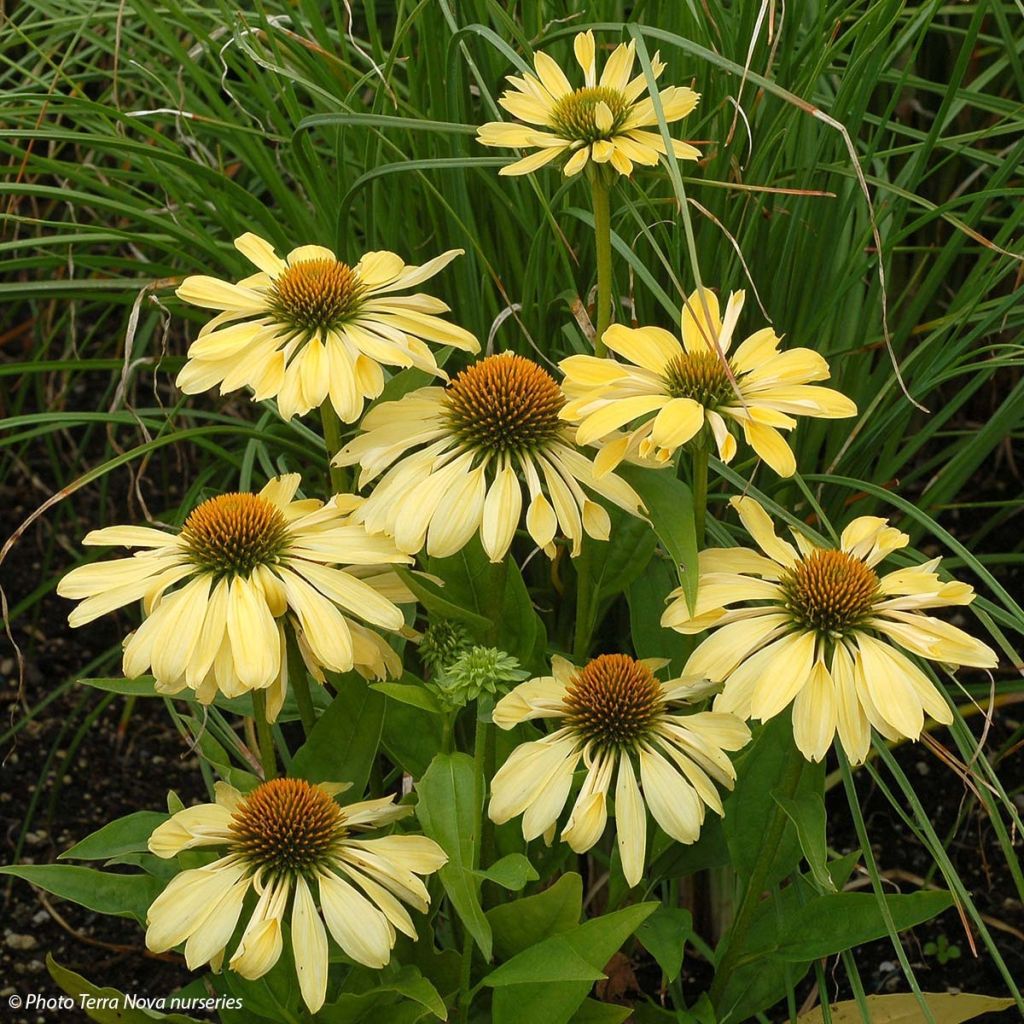 Echinacea purpurea Chiquita - Sonnenhut