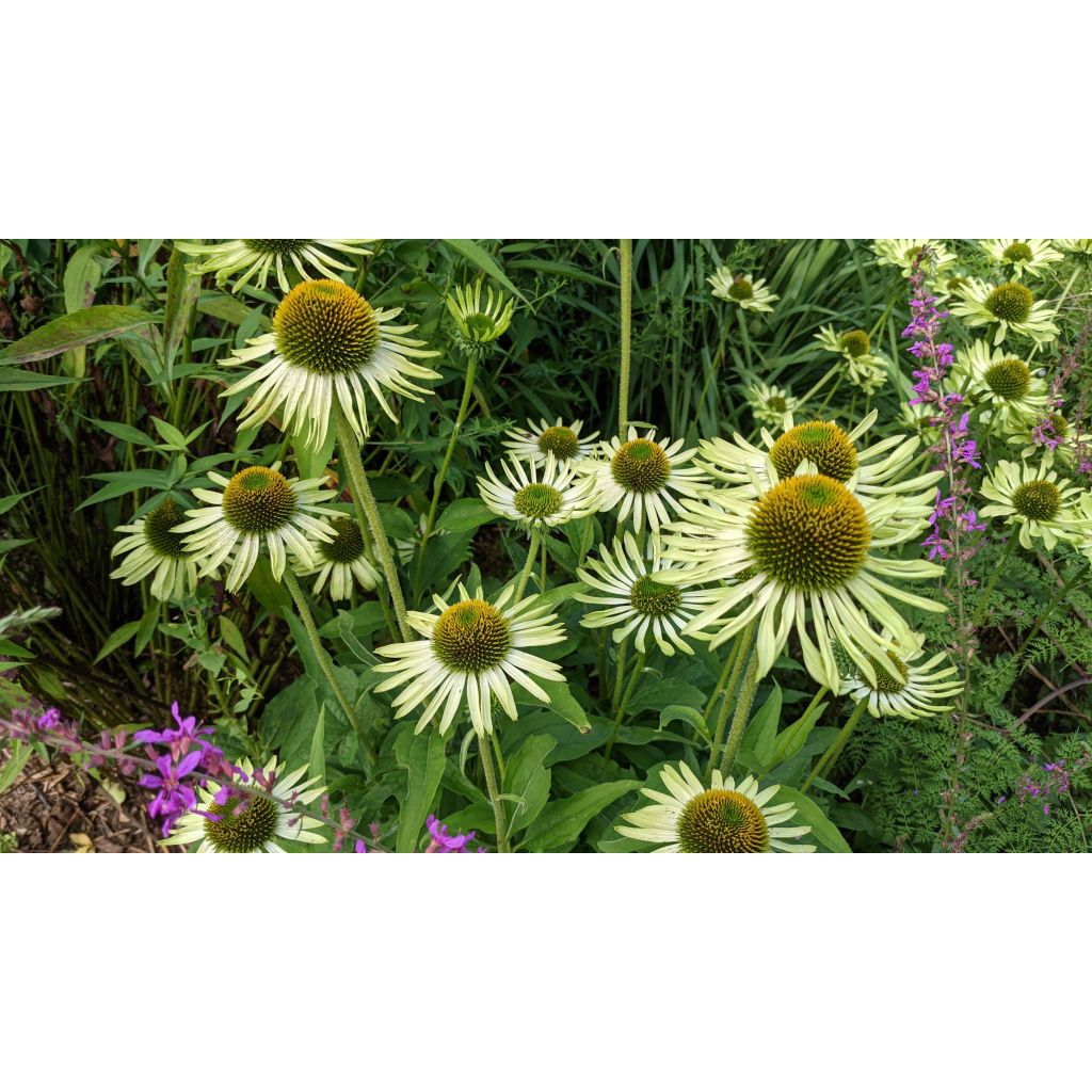 Echinacea purpurea Green Jewel - Sonnenhut