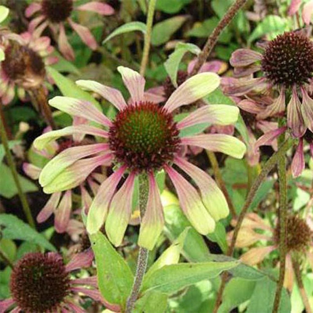 Echinacea purpurea Green Twister - Sonnenhut