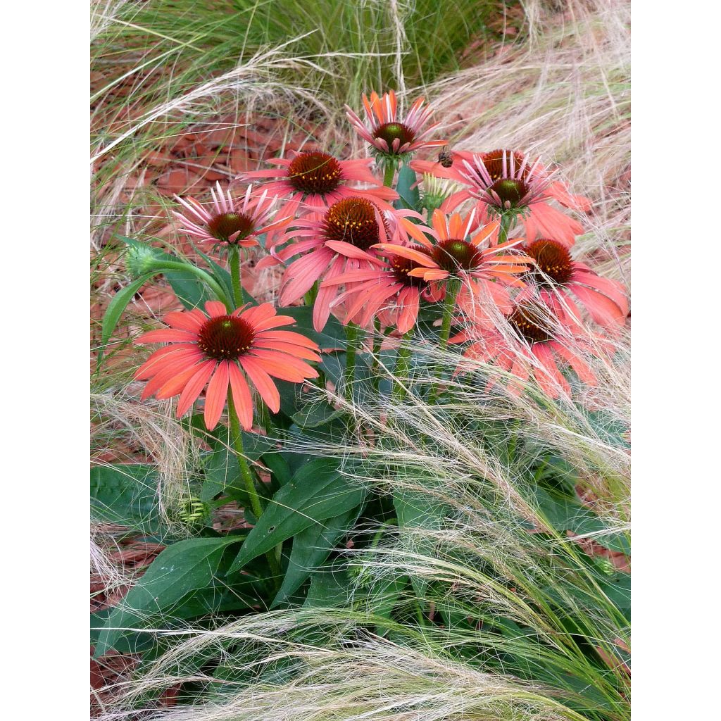 Echinacea Julia - Scheinsonnenhut