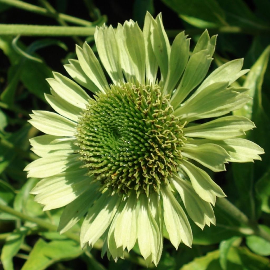 Echinacea purpurea Green Jewel - Sonnenhut