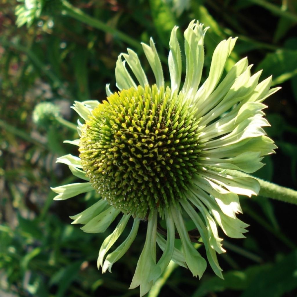 Echinacea purpurea Green Jewel - Sonnenhut